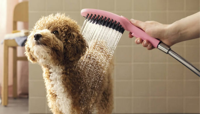 A revolution in dog grooming! article thumbnail