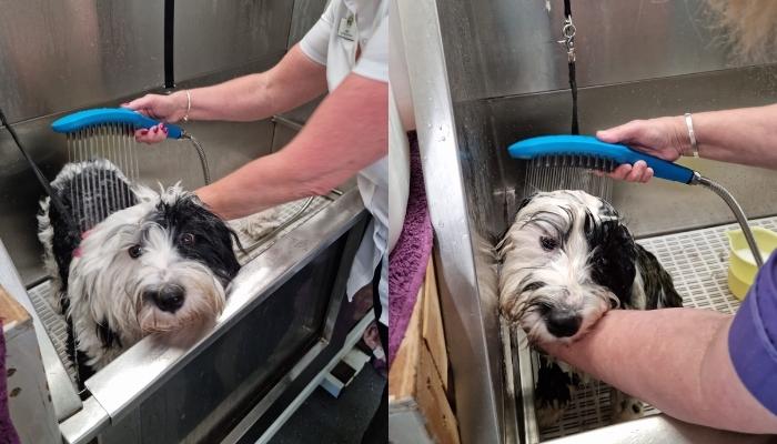 hansgrohe DogShower a hit at Cheltenham Animal Shelter! image 2